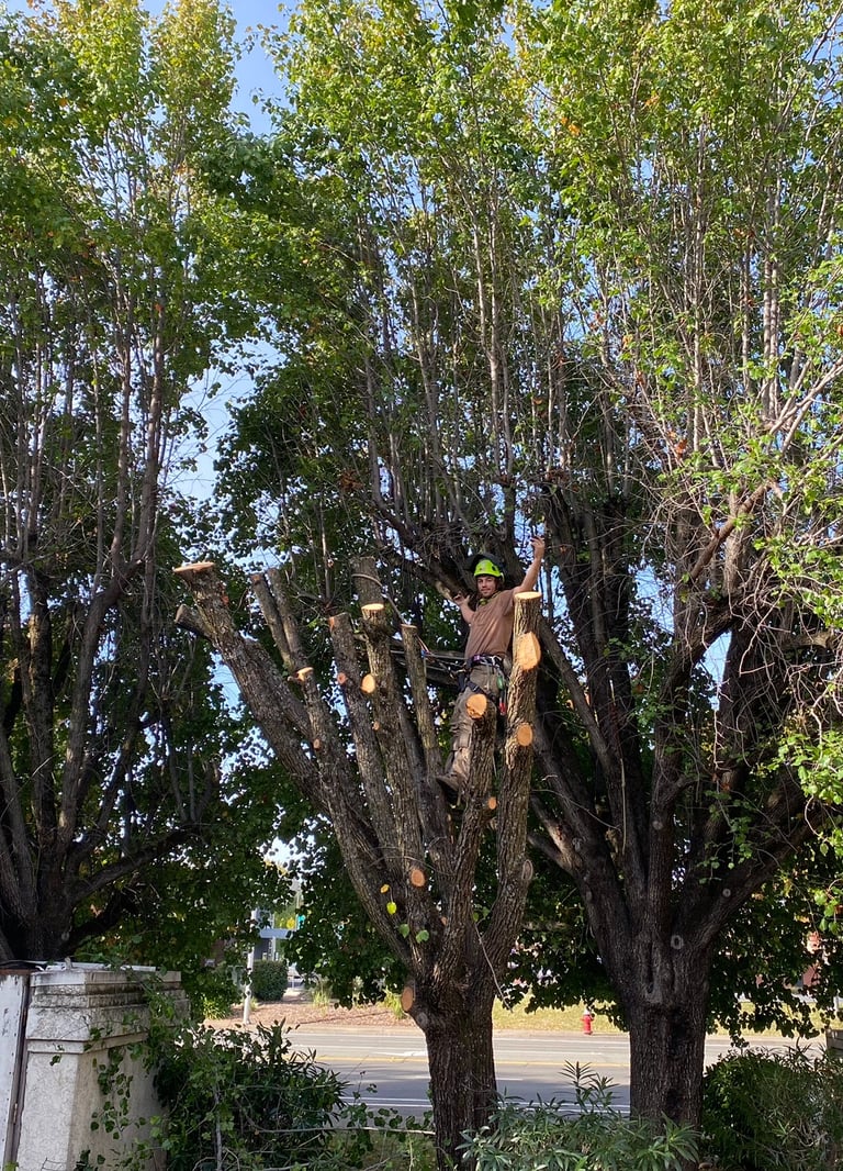 arborist with arms outspread in trimmed tree