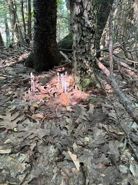 Wild Mushrooms of the Catskills