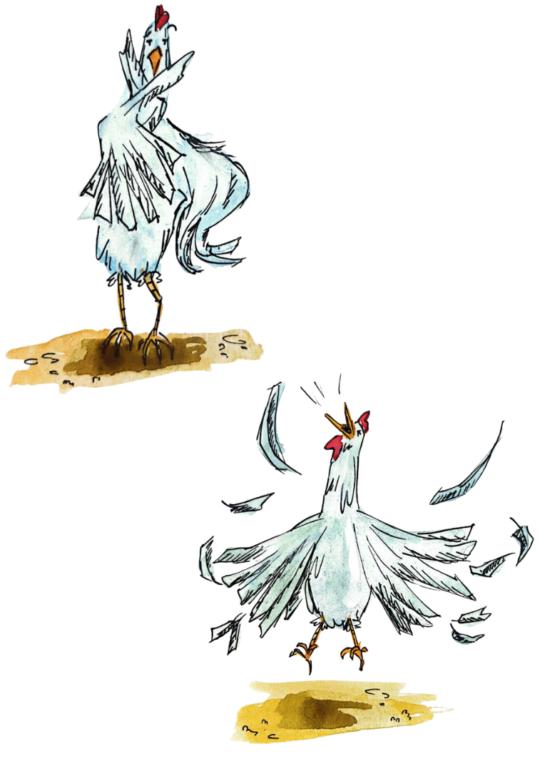 Aquarell Illustrationen von zwei Hühnern. Das eine überlegt  und das andere schreit. Fliegende Feder