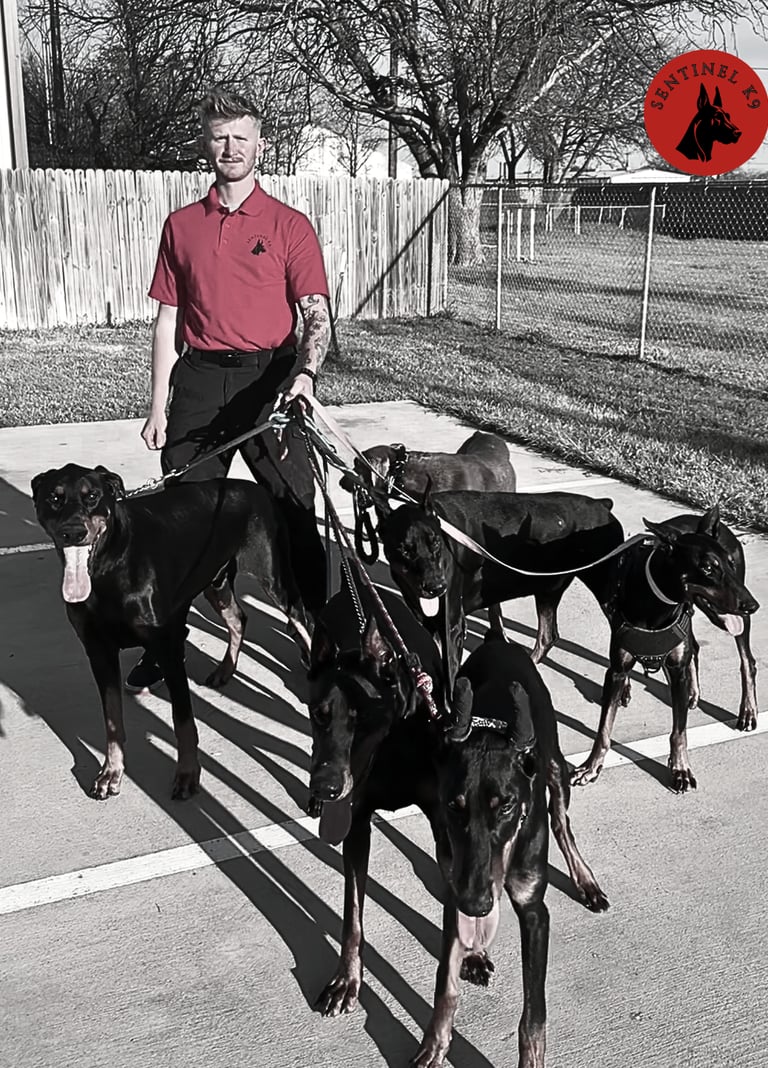Trainer walking multiple dogs at Sentinel K9 training facility outdoors