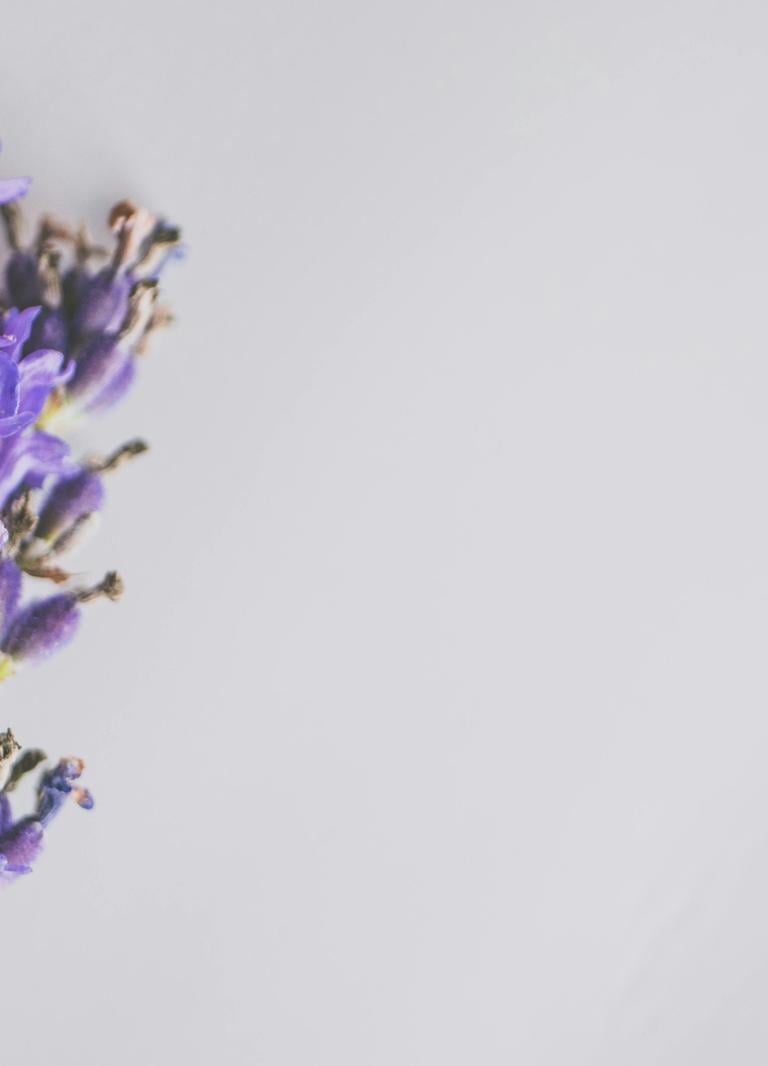 Makroaufnahme von blühenden Lavendelblüten mit violetten Blütenblättern und grünen Stielen.