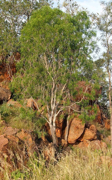 Tall Gumby Gumby tree