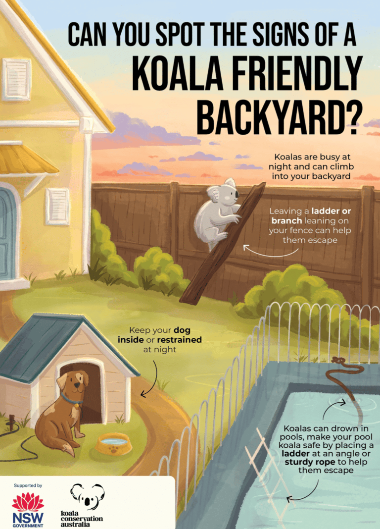 koala friendly backyard poster nsw