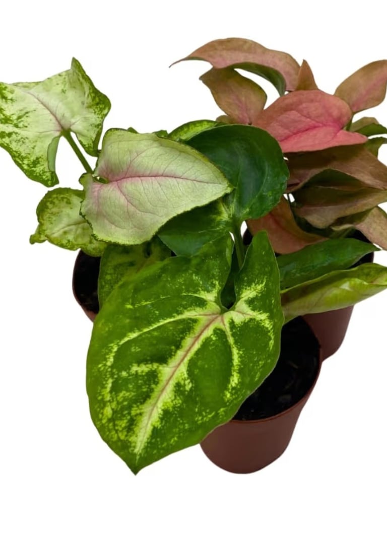 Syngonium podophyllum (Arrowhead Plant) growing in LECA clay pebbles in a semi-hydroponic setup