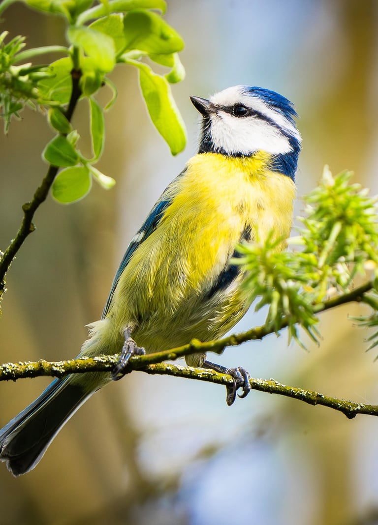 Blaumeise sitzt auf einem Weidenstrauch.