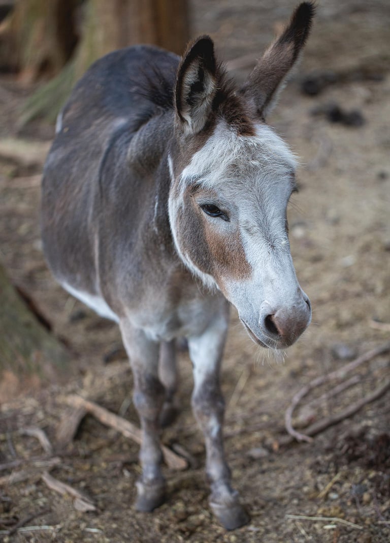 Close-up of a small grey and white donkey standing on dirt in an outdoor farm enclosure.