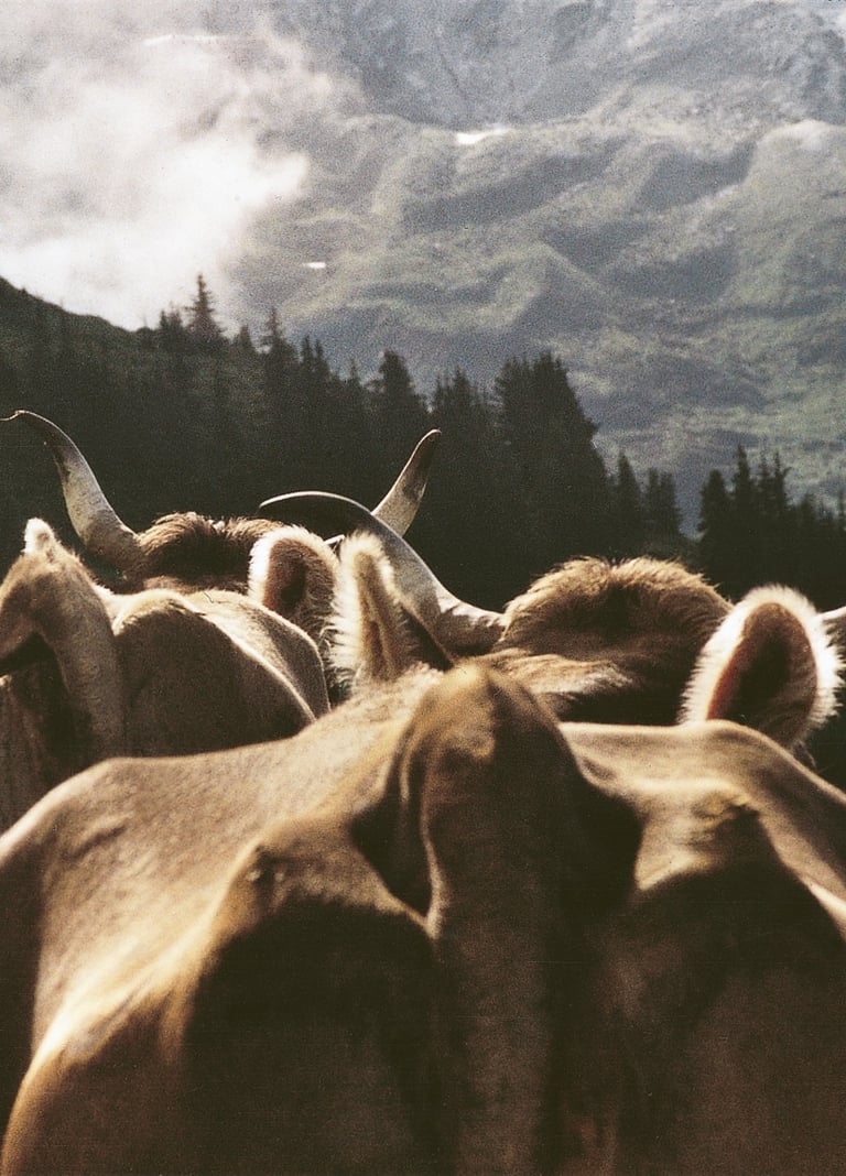 Foto Kühe von Martin Bienerth