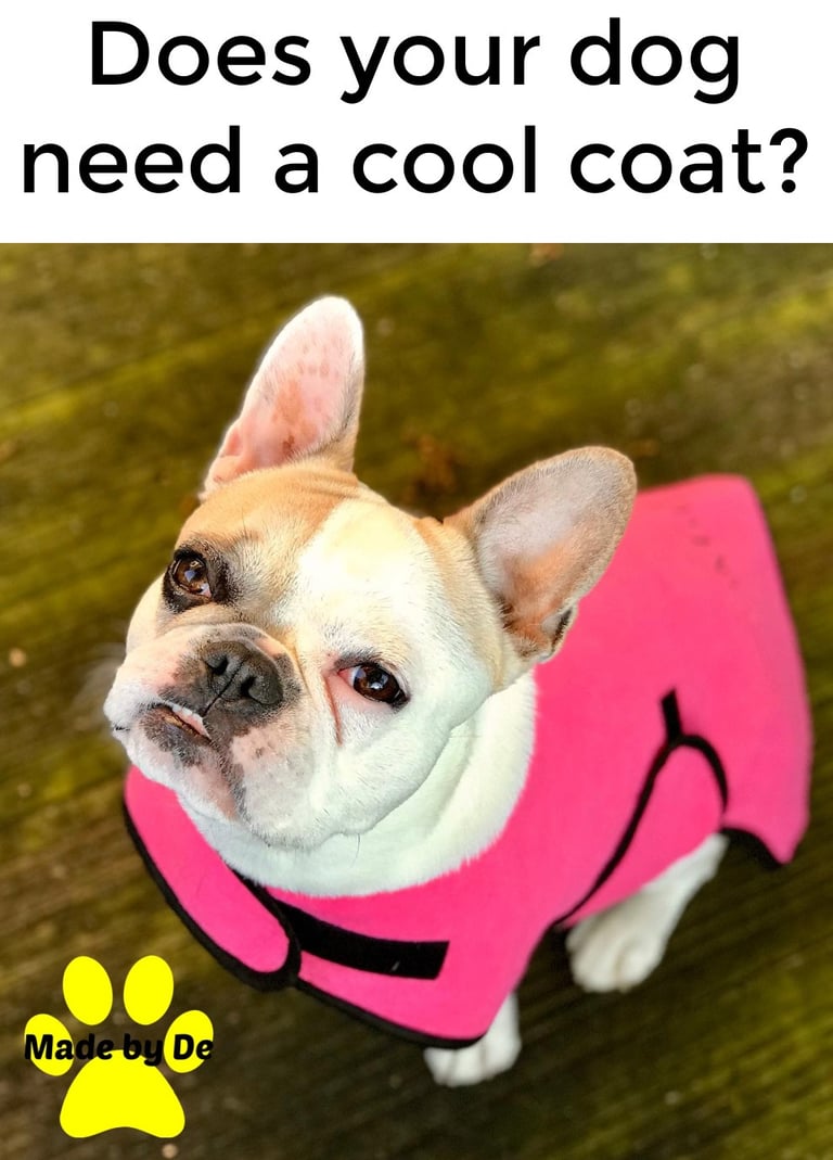 French bulldog wearing a pink dog cool coat