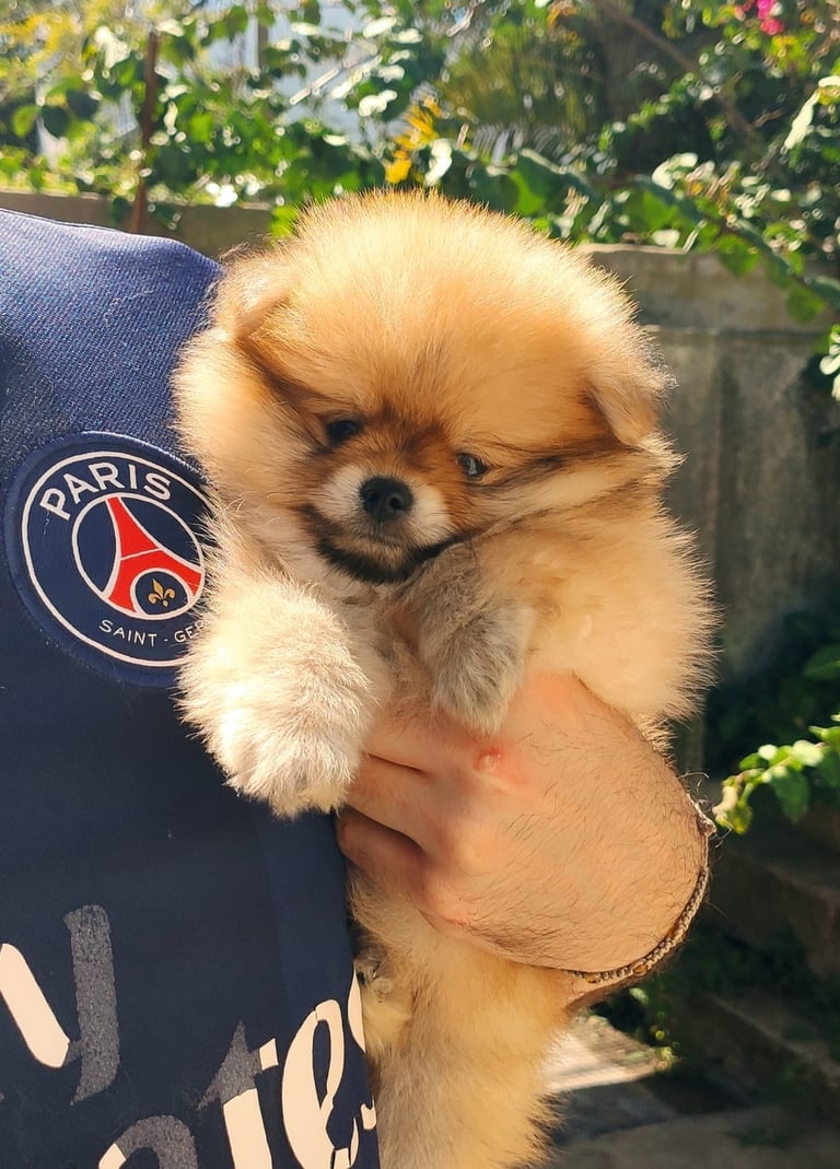 pomerania venta