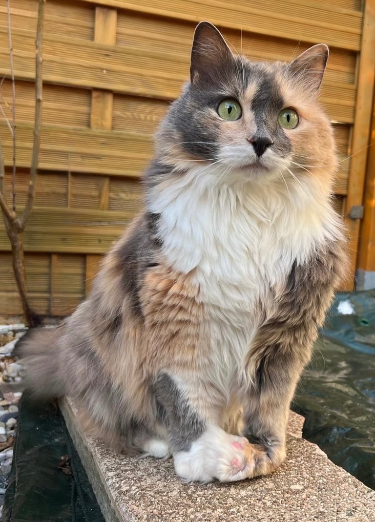 Katze auf Mauer - fluffy family