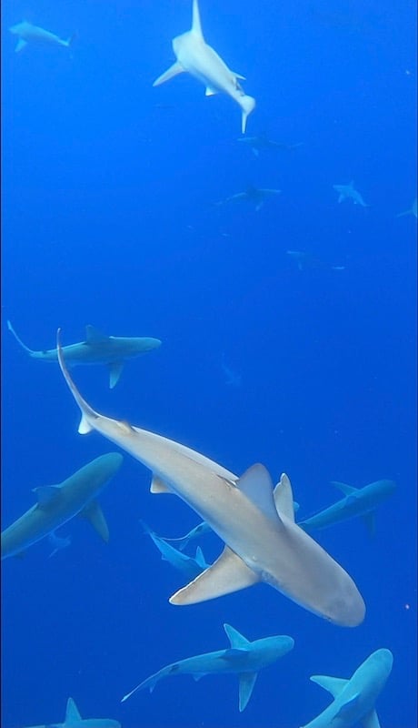 Shark Snorkeling North Shore O'ahu