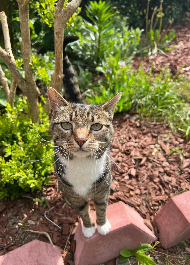 Europäisch Kurzhaar Katze draußen - fluffy family 