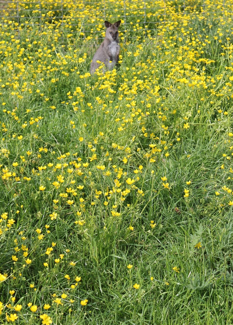 Wallaby de Bennett