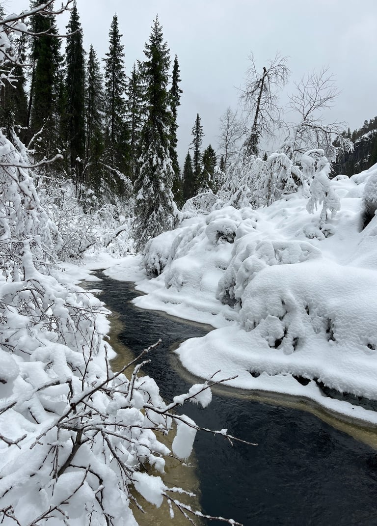 Frozen Landscape in Lapland