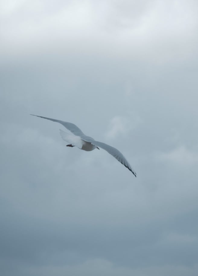 a bird flying in the sky with a cloudy sky