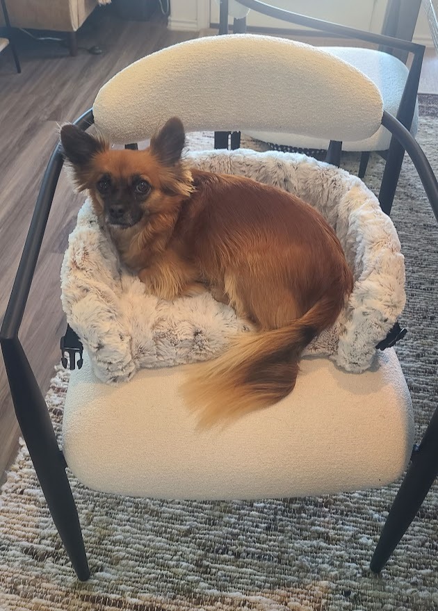 Rose in Furr Lap, Pet Lap Bed, in chair