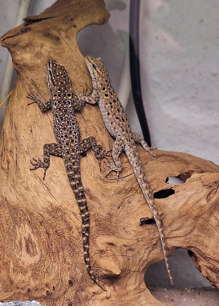 Quedenfeldtia moerens