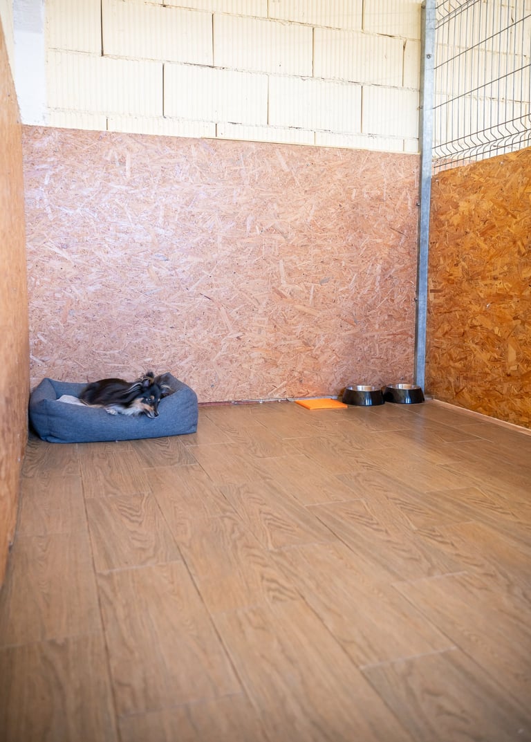 šuo ilsisi savo kambaryje