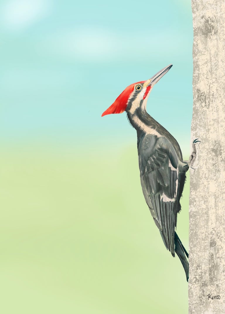 Pileated Woodpecker about to peck at a tree