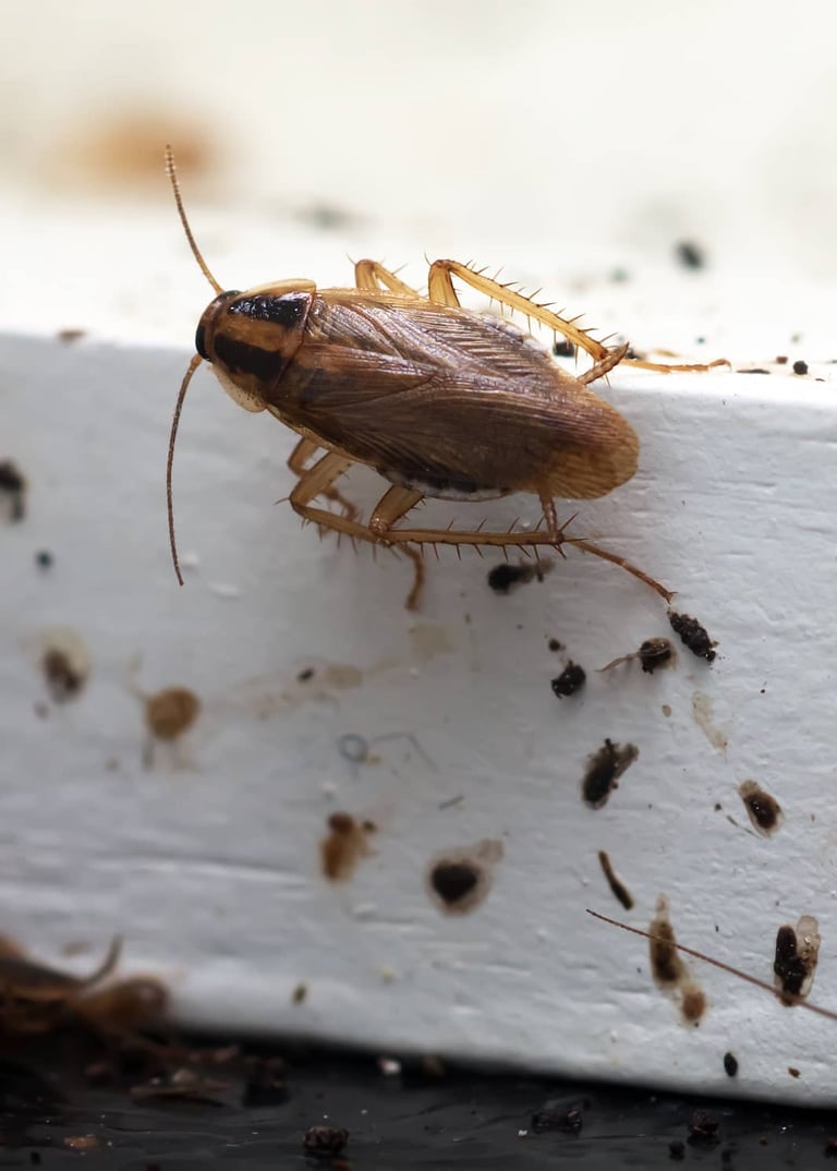 Traitement cafard à Valence dans la Drôme