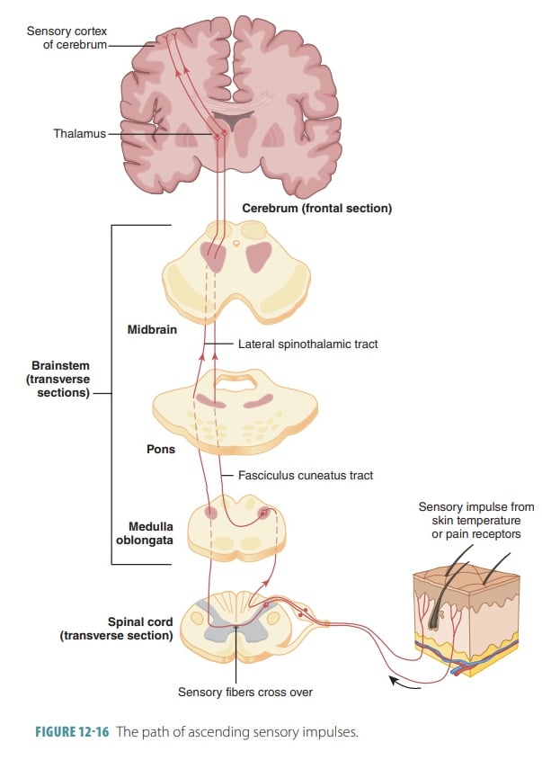 a diagram of the structure of the brain