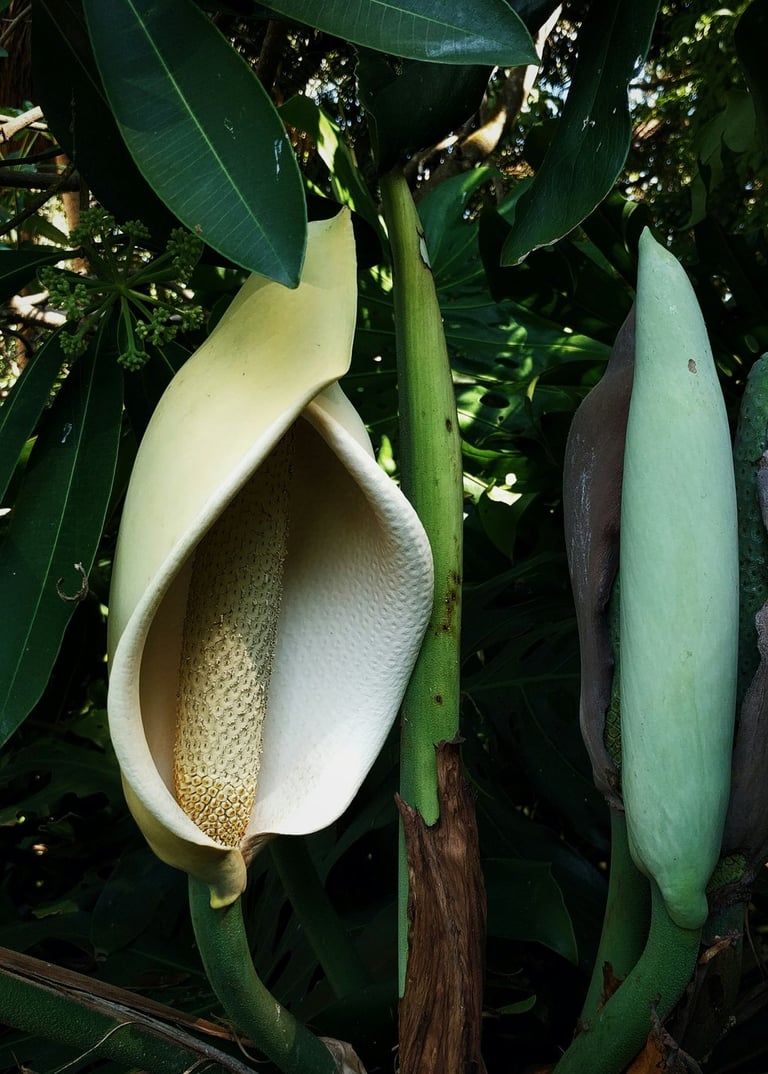 Monstera deliciosa flower (inflorescence) and bud