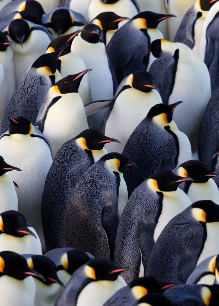 © Valentin GUILLET - Institut polaire français - TA73