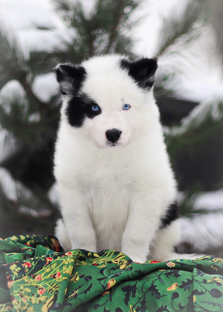 Yakutian laika puppies