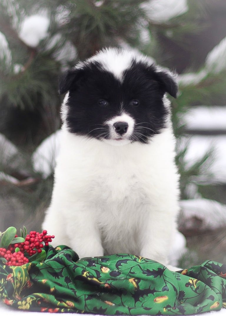 Yakutian laika puppies