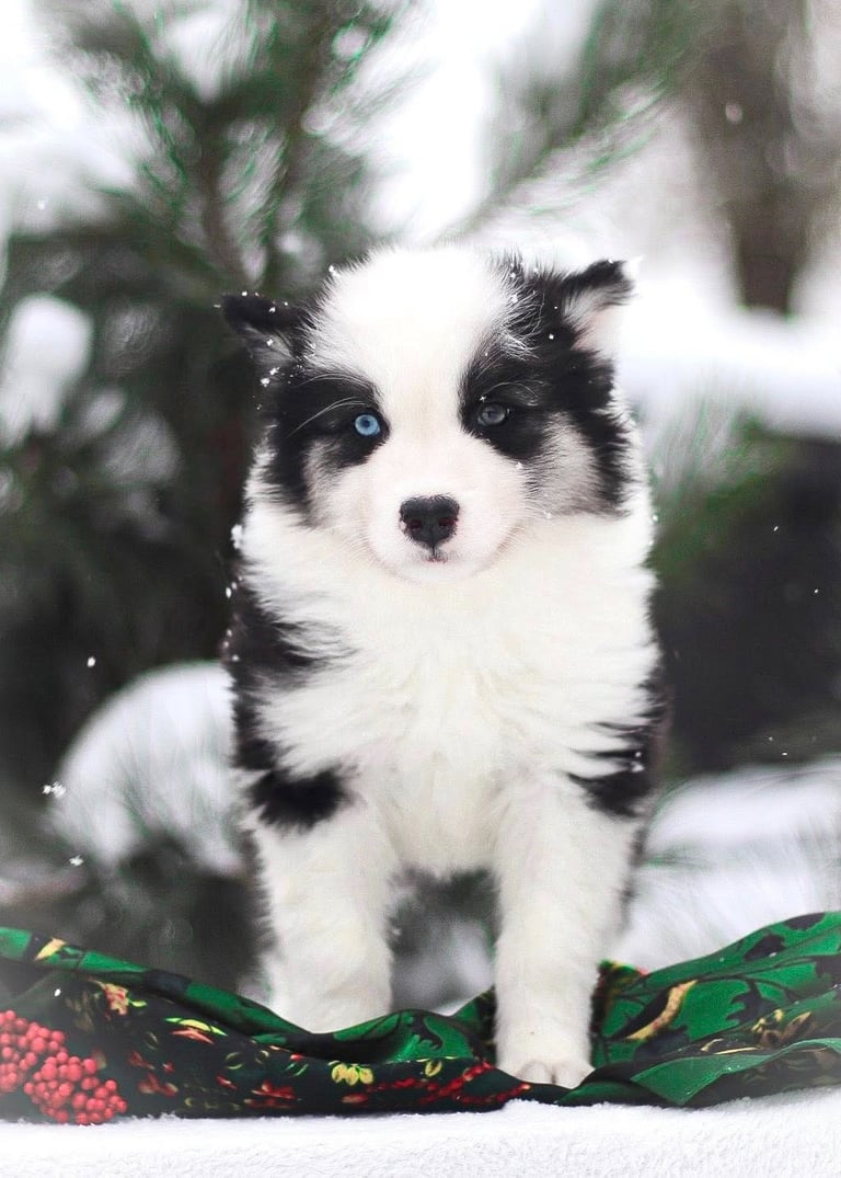 Yakutian laika puppies