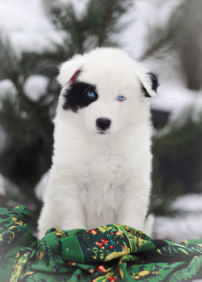 Yakutian laika puppies