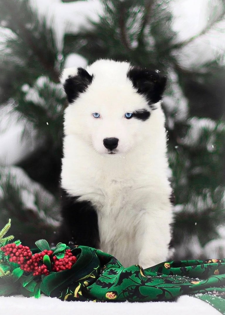 Yakutian laika puppies