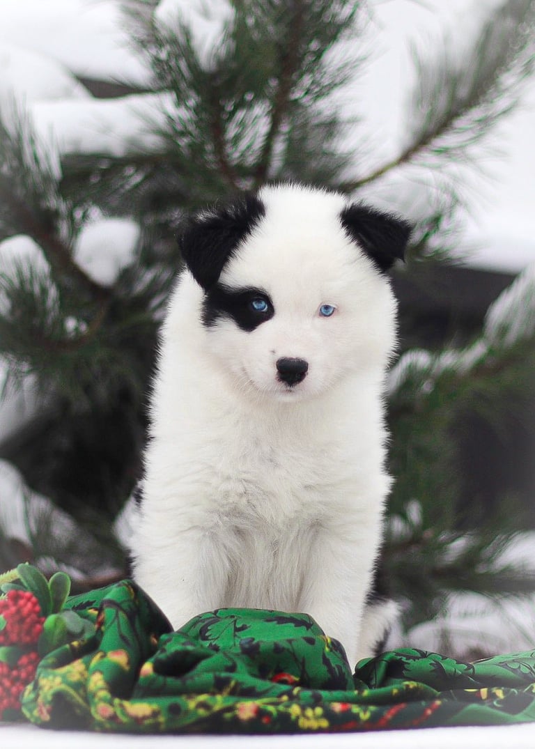 Yakutian laika puppies