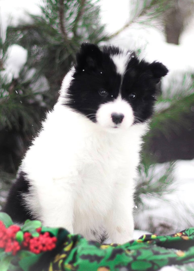 Yakutian laika puppies