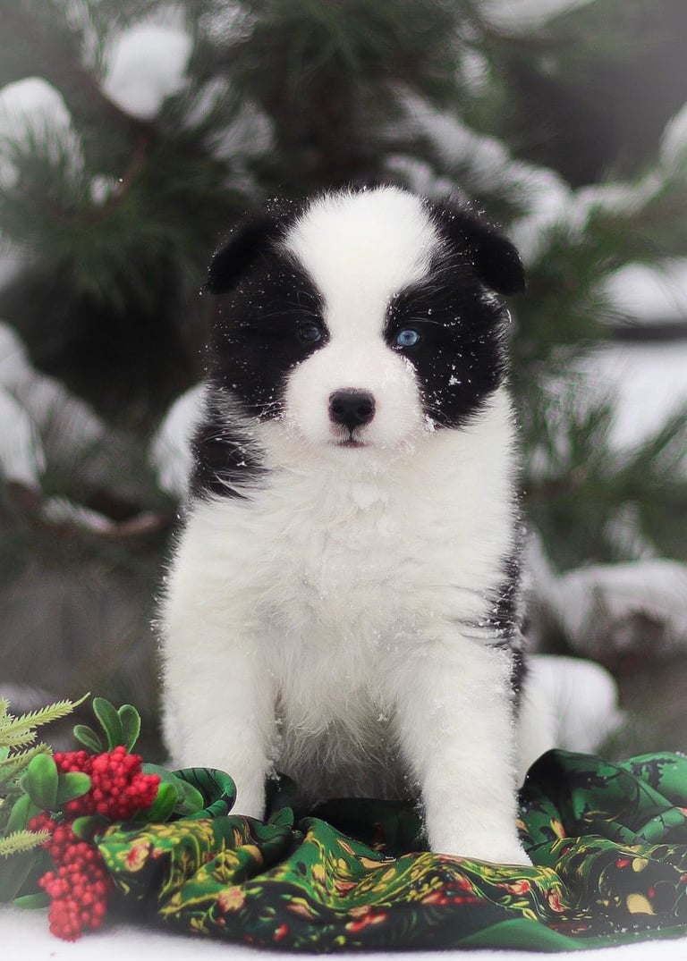 Yakutian laika puppies