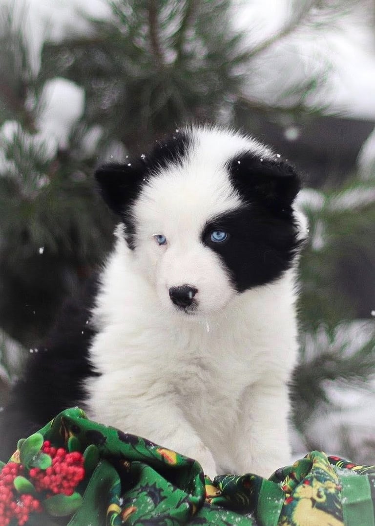 Yakutian laika puppies