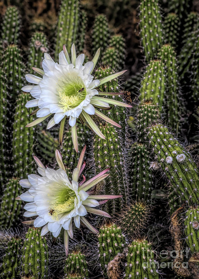 Two white flowers on a cactus plant that is called sherpent cactus