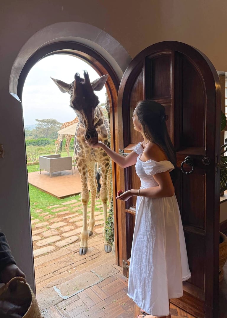 Giraffe Manor Kenya giraffe feeding at door