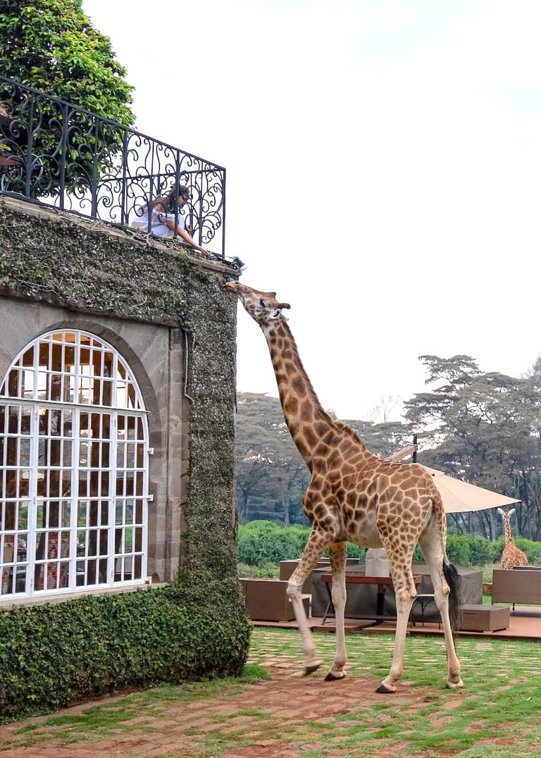 Giraffe Manor Kenya giraffe feeding
