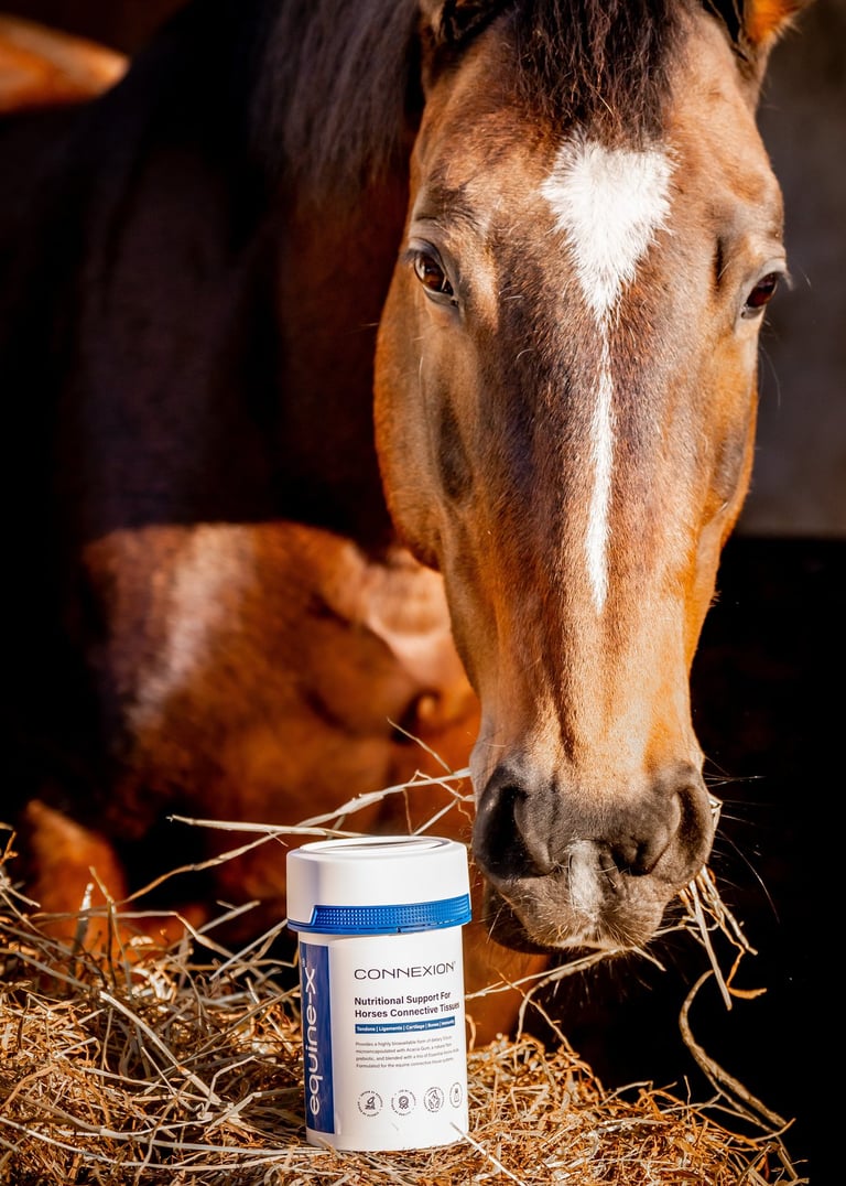 a horse with a tub of CONNEXION horse supplement in a hay field