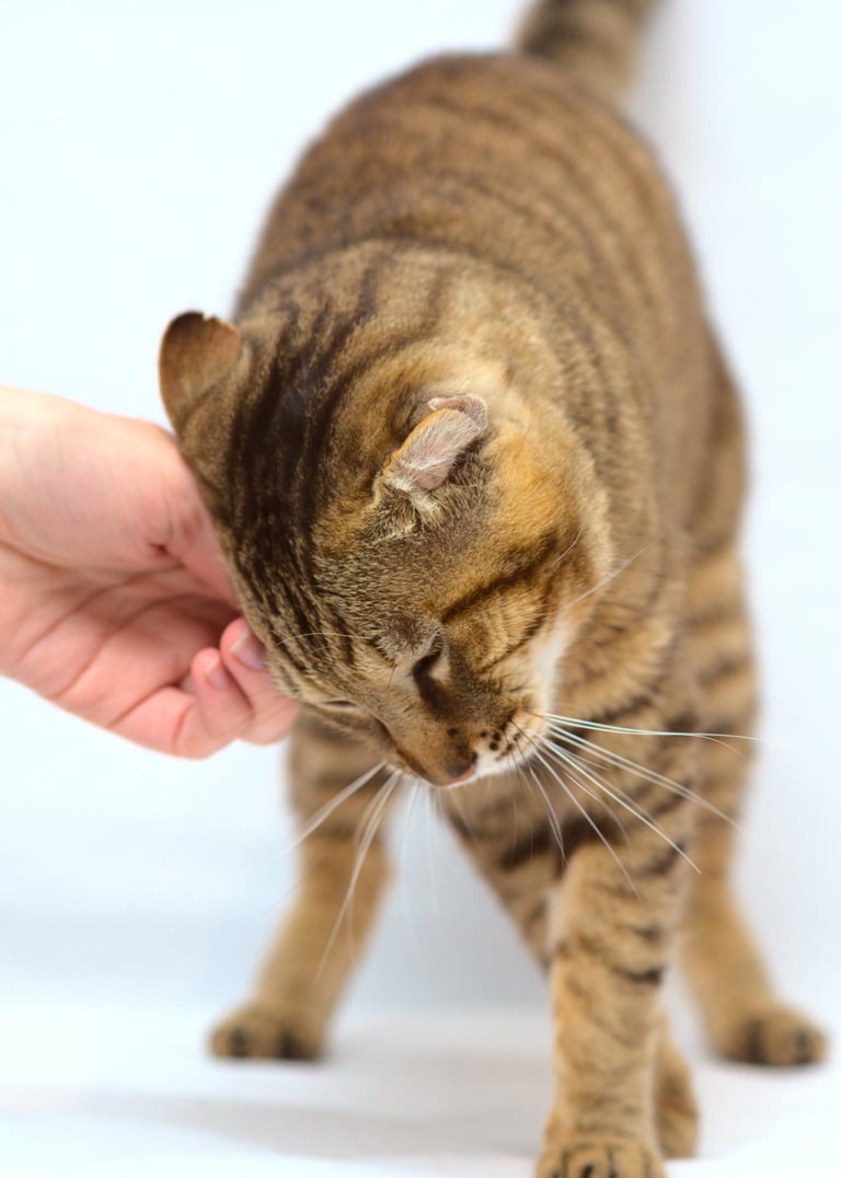 Un chat tigré marron se frottant la tête contre la main de sa maîtresse. Photo prise en studio.