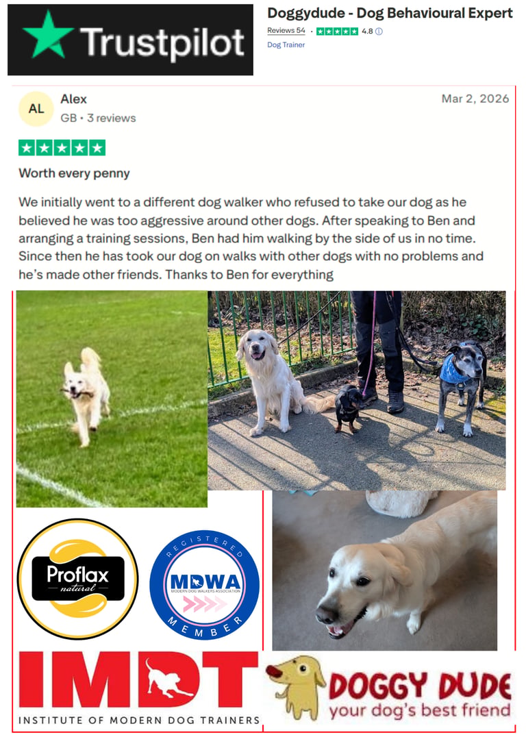 Doggy Dude client review for expert rescue dog training in Bury and Manchester.