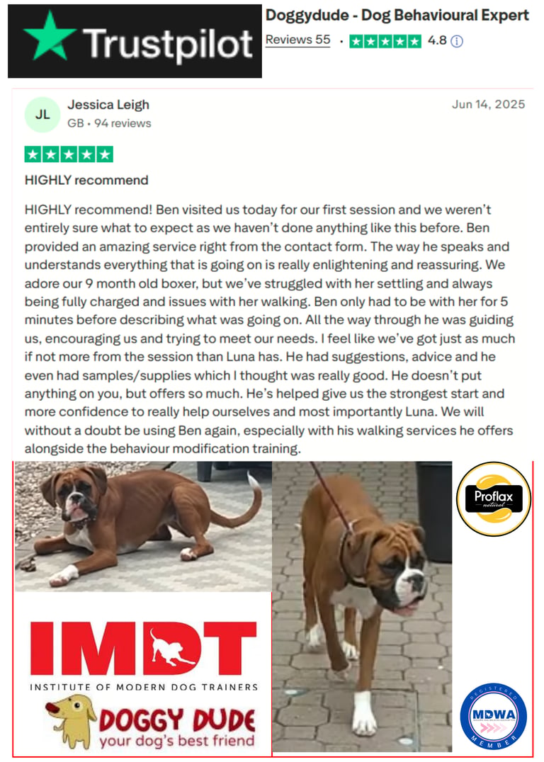 Customer recommendation for Doggy Dude dog behaviour training and reactive dog modification.