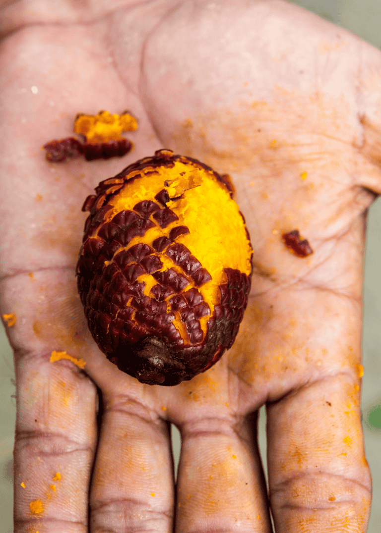 Primer plano de una mano sosteniendo un aguaje semi pelado, mostrando su piel escamosa y pulpa amarilla vibrante.