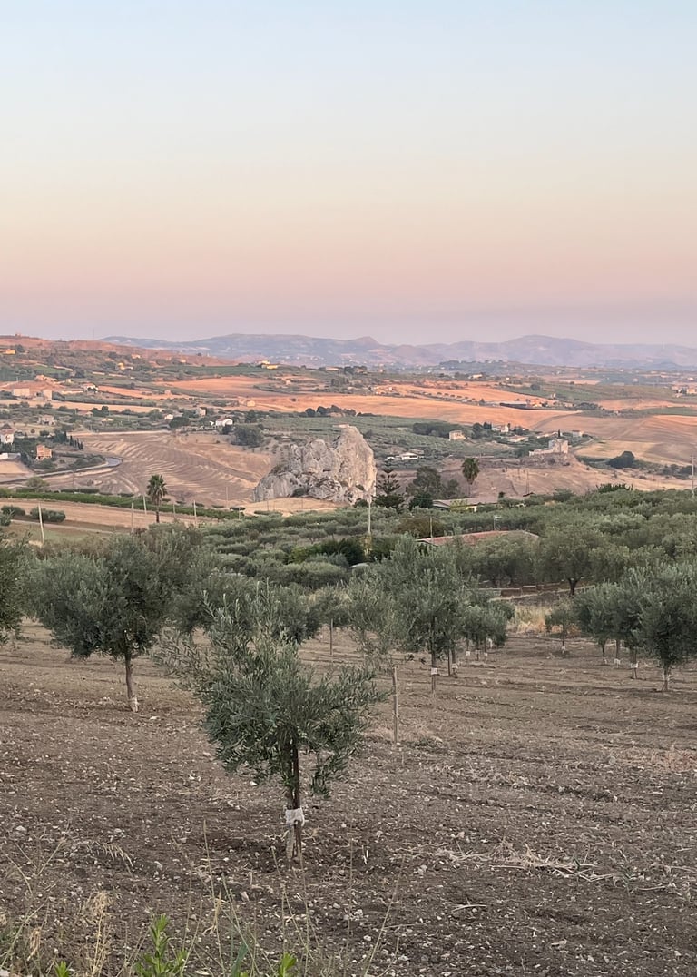 Olive farm in Agrigento Sicily producing organic extra virgin olive oil
