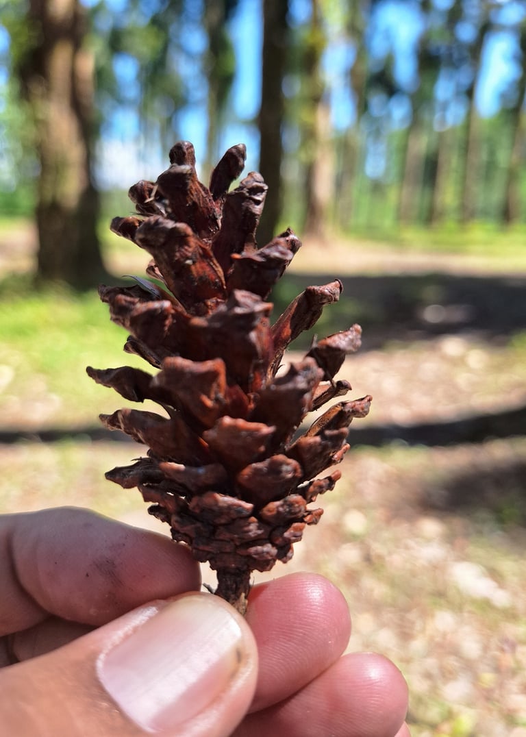 A photographer takes a photo of dried pine cones in his hand. with a forest background