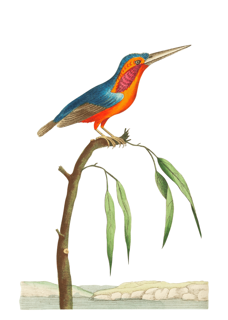 Vintage illustration of a kingfisher bird sitting on a branch.