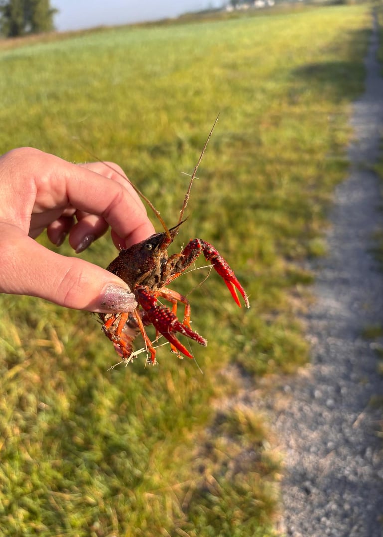 rivierkreeft tussen de vingers van een vrouw
