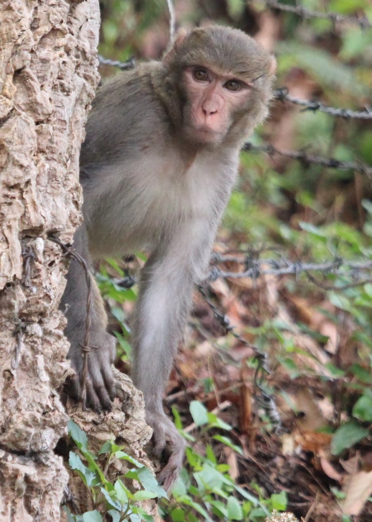 macaque on the lookout