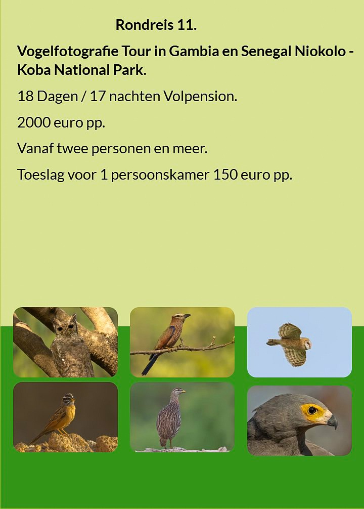 Flyer Rondreis 13 – 18-daagse vogelfotografie tour in Gambia, Senegal & Niokolo-Koba NP. Volpension.